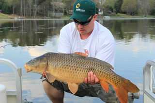Jason Bernhardt holds a 20 lb common caught during a trip to South Carolina to prepare for the '12 Carolina Carp Cup