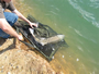 Justin Mary releases his catch during Session 6 of the Wild Carp Club of Houston.