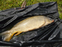 Session 2 of the Wild Carp Club of Quebec, held June 16, 2012 in Saint-Paul-de-l'île-aux-Noix Quebec.