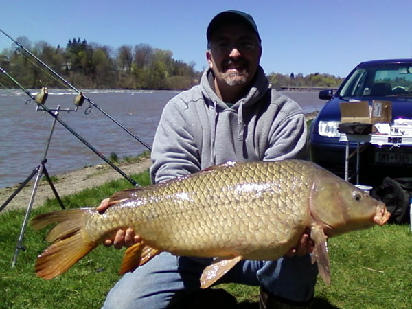 common carp fish. Largest Common Carp of the