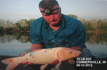 Indiana Carp CLub Director Tony Stout with a 12+ lb koi caught in Connersville, IN